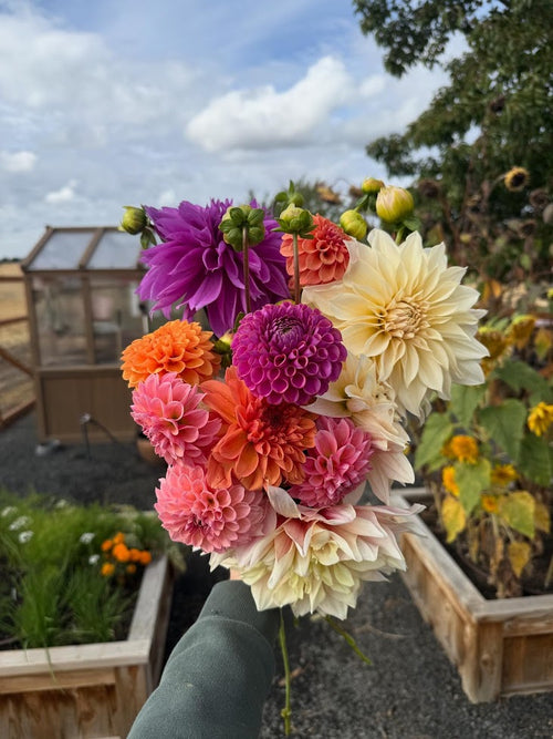 8-Week Bi-Weekly Summer Flower Subscription