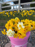 May Bucket